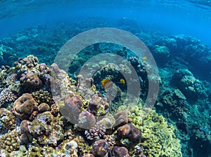 Underwater coral reef perspective landscape. Oceanic biosphere.