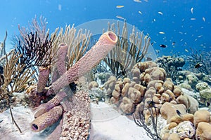 Underwater coral reef photo