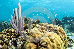 Underwater coral reef purple tube sponge