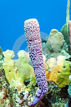 Underwater coral reef