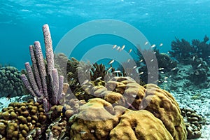 Underwater coral reef