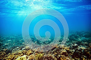 a Underwater coral reef on the red sea