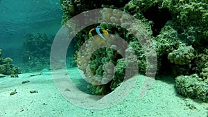 Underwater coral reef red sea.