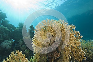 Underwater coral reef scene with fire coral