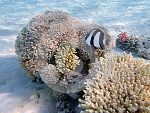 Underwater coral reef scene with humbug damselfish - (Dascyllus aruanus)