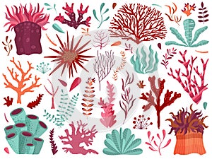 Underwater Coral Reef with Seaweeds and Anemones