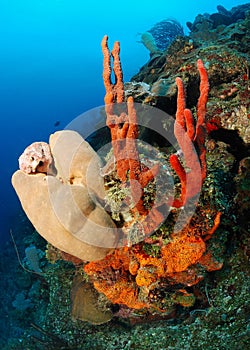 Underwater coral sponges photo