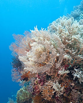 Underwater coral wall