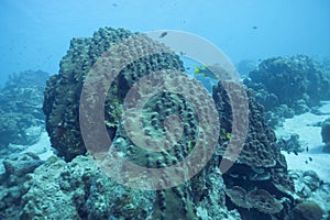 Underwater coralreef in the Caribbean Sea, dutch Antilles.