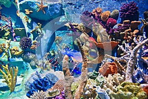 Underwater - Corals photo