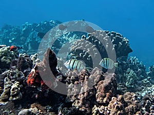 Underwater Seascape with Coral and Tropical Fish