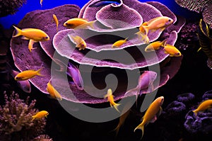 Underwater corals and Red Sea fish