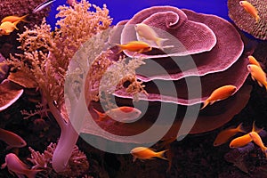 Underwater corals and Red Sea fish