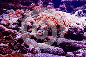 Underwater corals sea anemone wildlife abstract wallpaper. Closeup. Shallow focus.