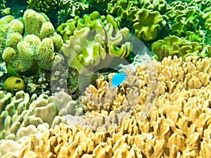 Underwater corals and sponges