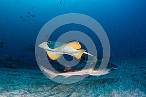 Underwater creatures, manta rays and sharks at a diving spot in Chiba, Japan