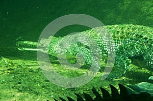Underwater crocodile