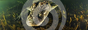 underwater crocodile, AI generated