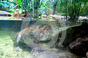 Underwater crocodile