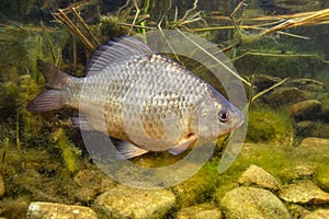 underwater Crucian carp (Carassius carassius)