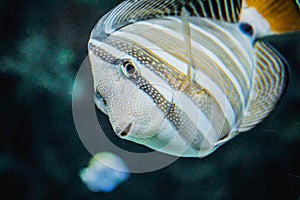 Underwater cute tropical fish looking at camera, Curious colorful tropical fish with black background. Coral reef fish head detail