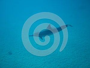 Underwater dolphin