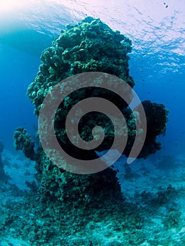 Underwater Donald Reef