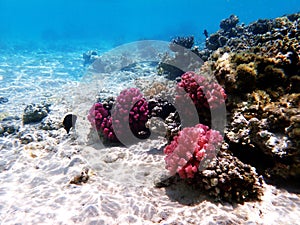 Underwater dream coral reef seascape into the Red sea