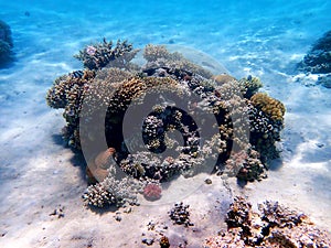 Underwater dream coral reef seascape into the Red sea