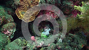 Underwater environment of Bali is enriched by presence of underwater polyp.