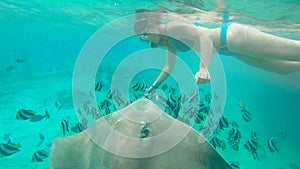 UNDERWATER: Fearless snorkeler exploring ocean feeds a friendly adult stingray.