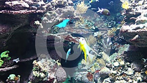 Underwater Fish And Coral