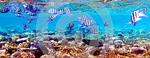 Underwater fish on a coral reef.