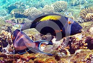 Underwater fish on a coral reef.