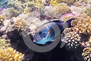 Underwater fish on a coral reef.