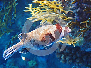 Underwater fish on a coral reef.