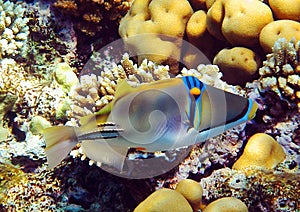 Underwater fish on a coral reef.