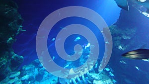 Underwater Fish, Rays and Sharks