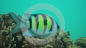 Underwater fish shoal