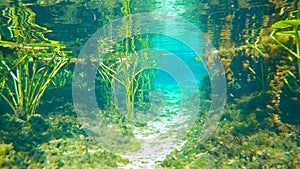 Underwater fish wildlife in Florida springs. Beautiful tropical nature with fresh water vegetation