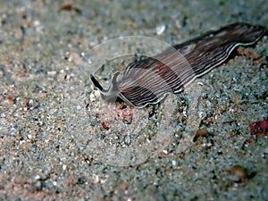 The underwater flatworm Pceudoceros sp during a leisure dive in Tunku Abdul Rahman Park, Kota Kinabalu. Sabah, Malaysia. Borneo.