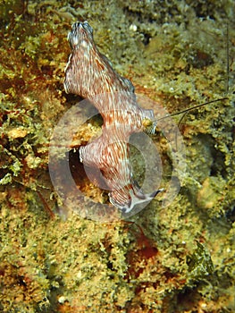 Underwater flatworm Pceudoceros sp in Tunku Abdul Rahman Park, Kota Kinabalu. Sabah, Malaysia. Borneo.