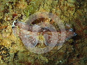 Underwater flatworm Pceudoceros sp in Tunku Abdul Rahman Park, Kota Kinabalu. Sabah, Malaysia. Borneo.