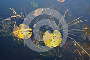 Underwater flora and fauna. Lily, grass, algae.