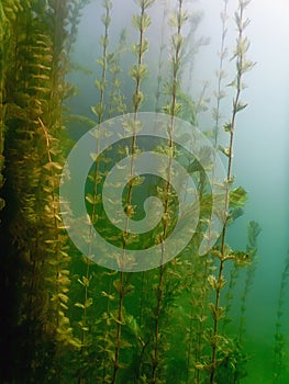 Underwater flora. Underwater Plants rivers, lakes, pond.