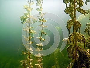 Underwater flora. Underwater Plants rivers, lakes, pond.