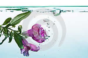 Underwater flower