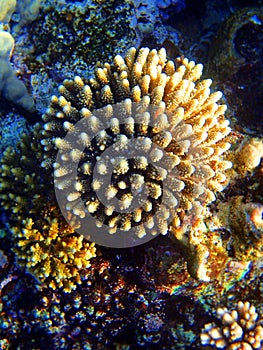 Underwater flower