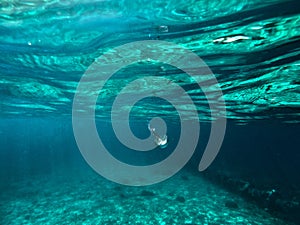 Underwater focused jellyfish photo