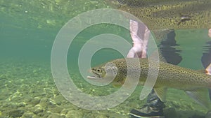 Underwater footage of a brown trout being released back into a river
